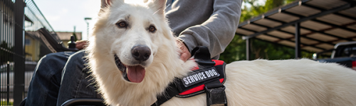 Service Animals